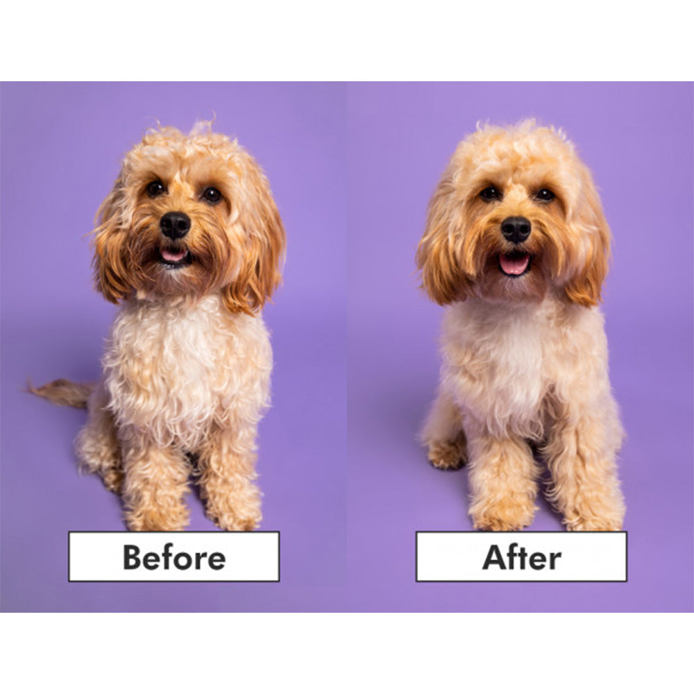 Pet Teezer Detangling Purple/Yellow  - spazzola districante per cani